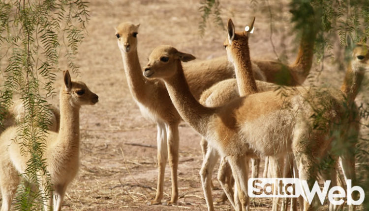 vicuñas de molinos salta